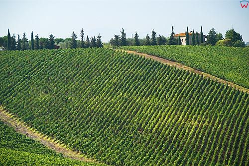 Włochy-Italia. Toscana-Toskania, okolica San Leonino uprawa winorośli.
